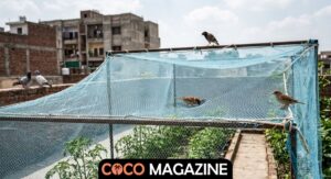 Bird Netting